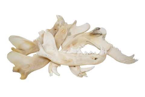 Image of gray wolf jawbone