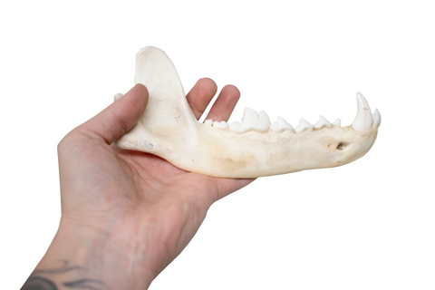 Image of gray wolf jawbone