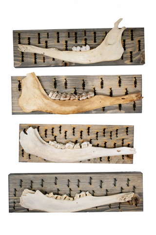 Image of bindrune deer jawbone wall hangers