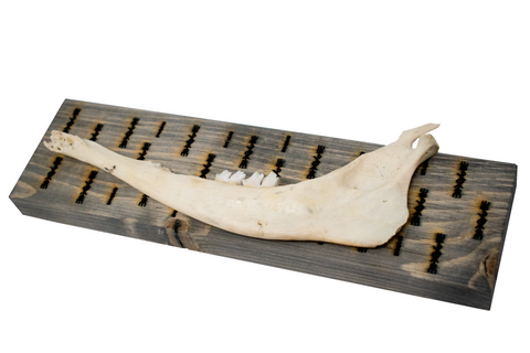 Image of bindrune deer jawbone wall hangers