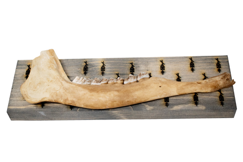 Image of bindrune deer jawbone wall hangers