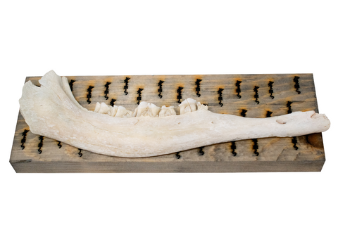 Image of bindrune deer jawbone wall hangers