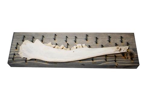 Image of bindrune deer jawbone wall hangers