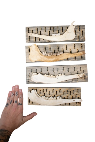 Image of bindrune deer jawbone wall hangers