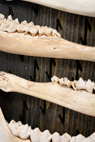 Image of Death rune & deer jawbone altar