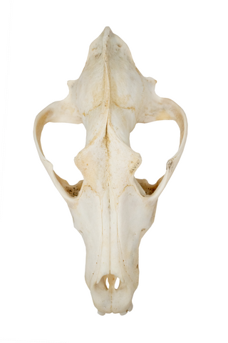 Image of gray wolf skull #1