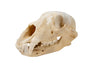 black bear skull #2