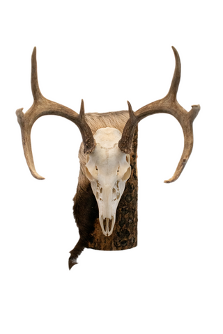 Image of Deer skull euro mount #1