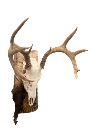 Image of Deer skull euro mount #1