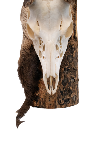 Image of Deer skull euro mount #1