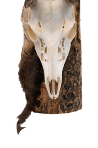 Deer skull euro mount #1