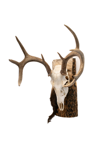 Image of Deer skull euro mount #1