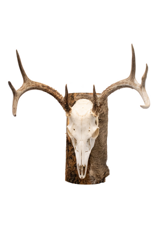 Image of Deer skull euro mount #2