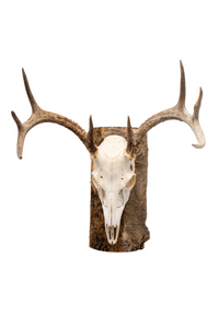 Deer skull euro mount #2