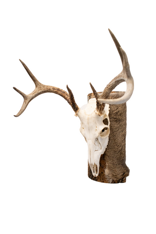 Image of Deer skull euro mount #2