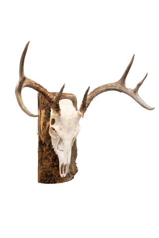 Image of Deer skull euro mount #2