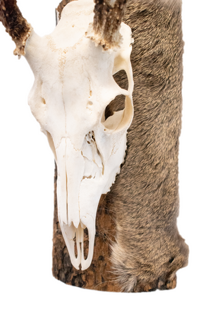 Image of Deer skull euro mount #2