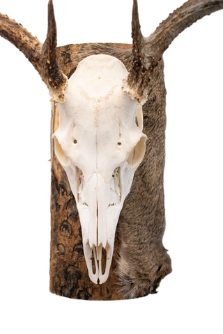 Image of Deer skull euro mount #2