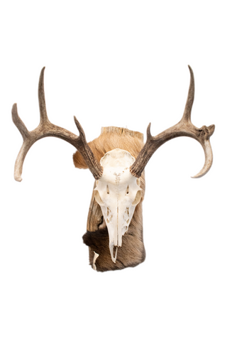 Image of Deer skull euro mount #3