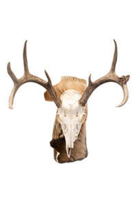 Deer skull euro mount #3