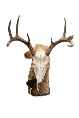 Image of Deer skull euro mount #3