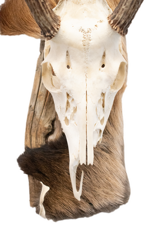 Image of Deer skull euro mount #3