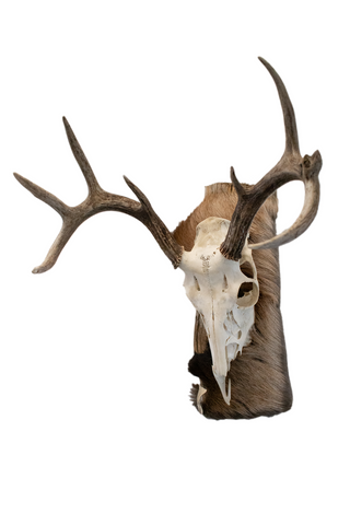 Image of Deer skull euro mount #3