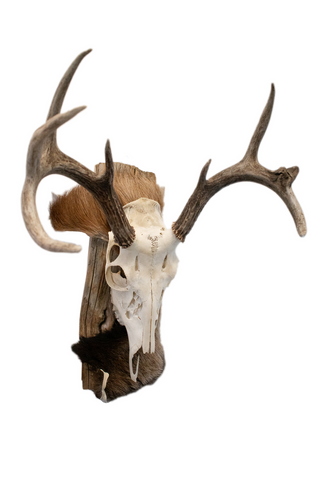 Image of Deer skull euro mount #3