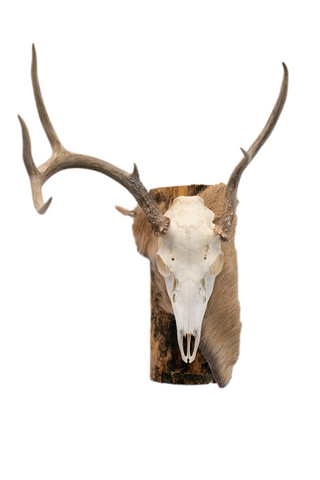 Image of Deer skull euro mount #4