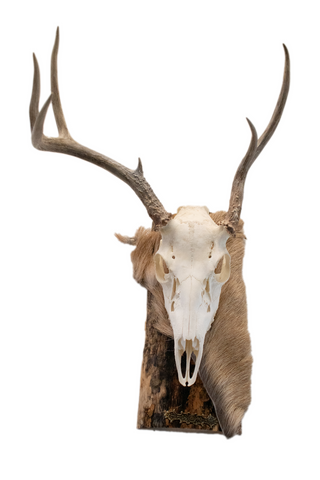 Image of Deer skull euro mount #4