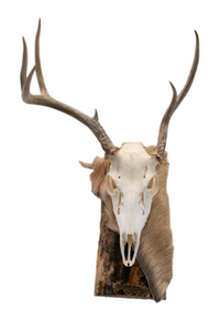 Deer skull euro mount #4