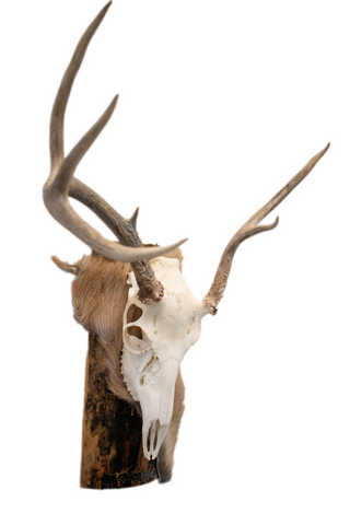 Image of Deer skull euro mount #4