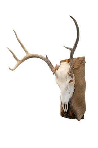 Image of Deer skull euro mount #4