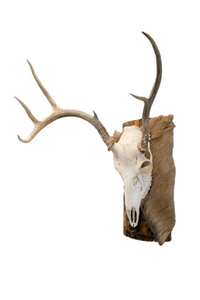 Deer skull euro mount #4