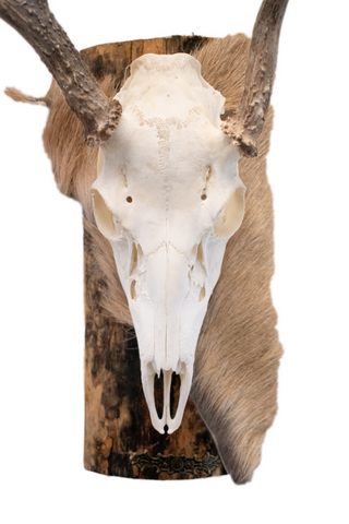 Image of Deer skull euro mount #4