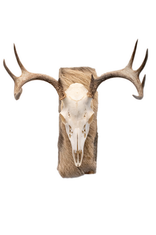 Image of Deer skull euro mount #5