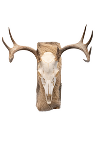 Deer skull euro mount #5