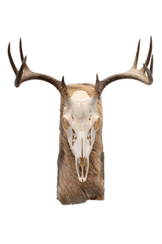 Image of Deer skull euro mount #5