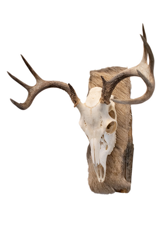 Image of Deer skull euro mount #5