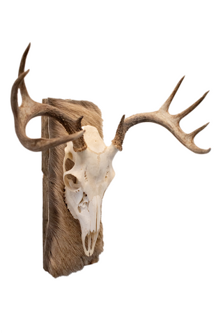 Image of Deer skull euro mount #5