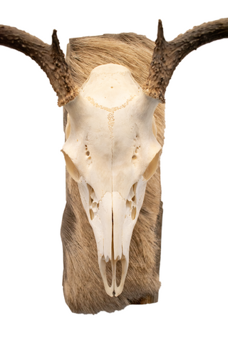 Image of Deer skull euro mount #5