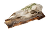 Mossy Home Protection Bindrune Elk Skull Hanger