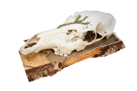 Image of Mossy Algiz Rune Elk Skull Hanger