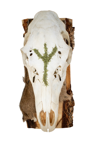 Image of Mossy Algiz Rune Elk Skull Hanger