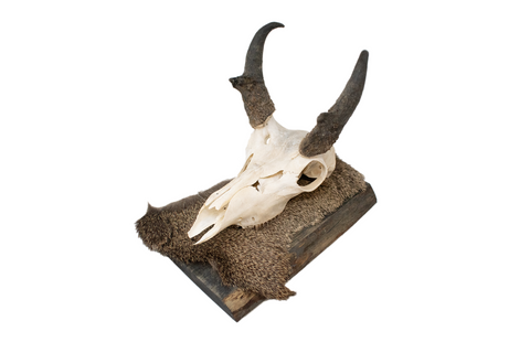 Image of pronghorn antelope wall hanger