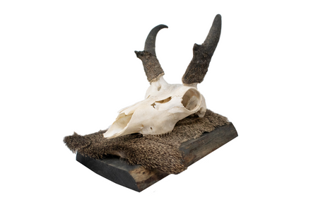 pronghorn antelope wall hanger