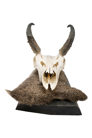 Image of pronghorn antelope wall hanger