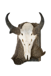 pronghorn antelope wall hanger