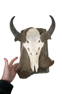 pronghorn antelope wall hanger