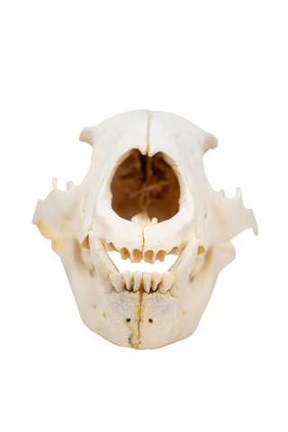 Image of black bear skull #3